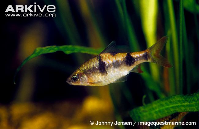 Puntius tambraparniei Silas, 1954